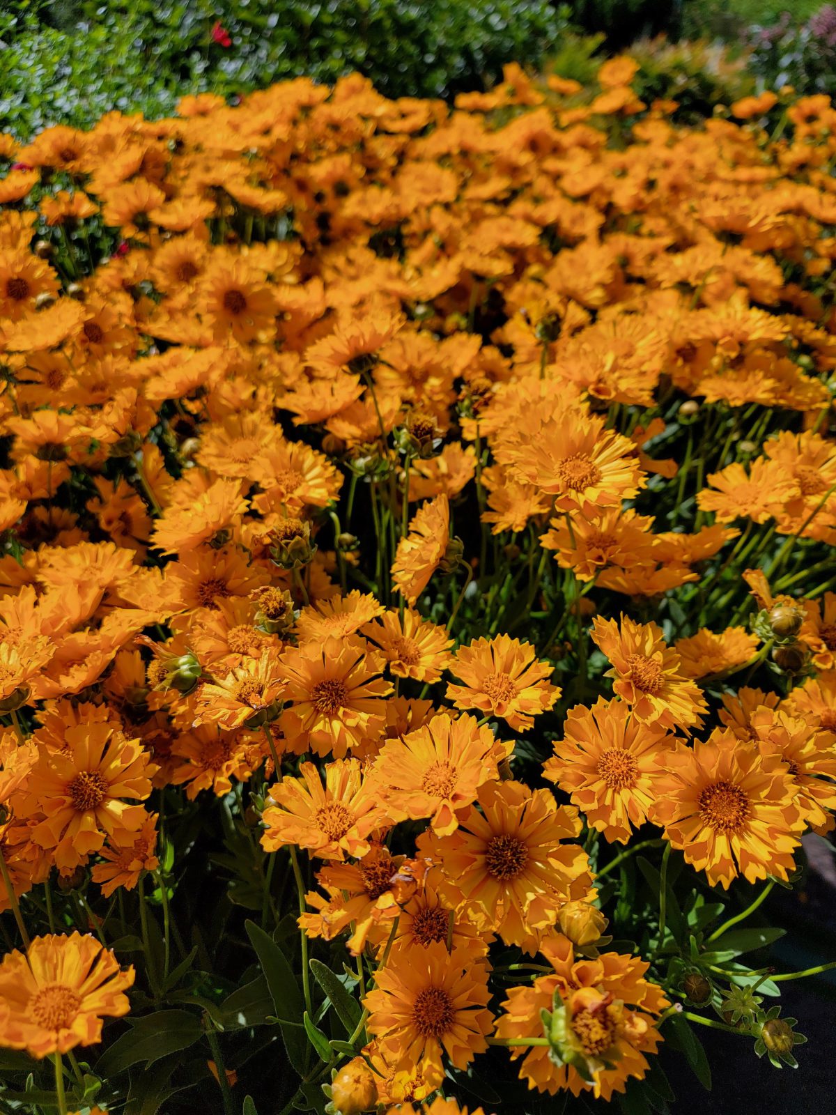 Coreopsis auriculata Jethro Tull c scaled