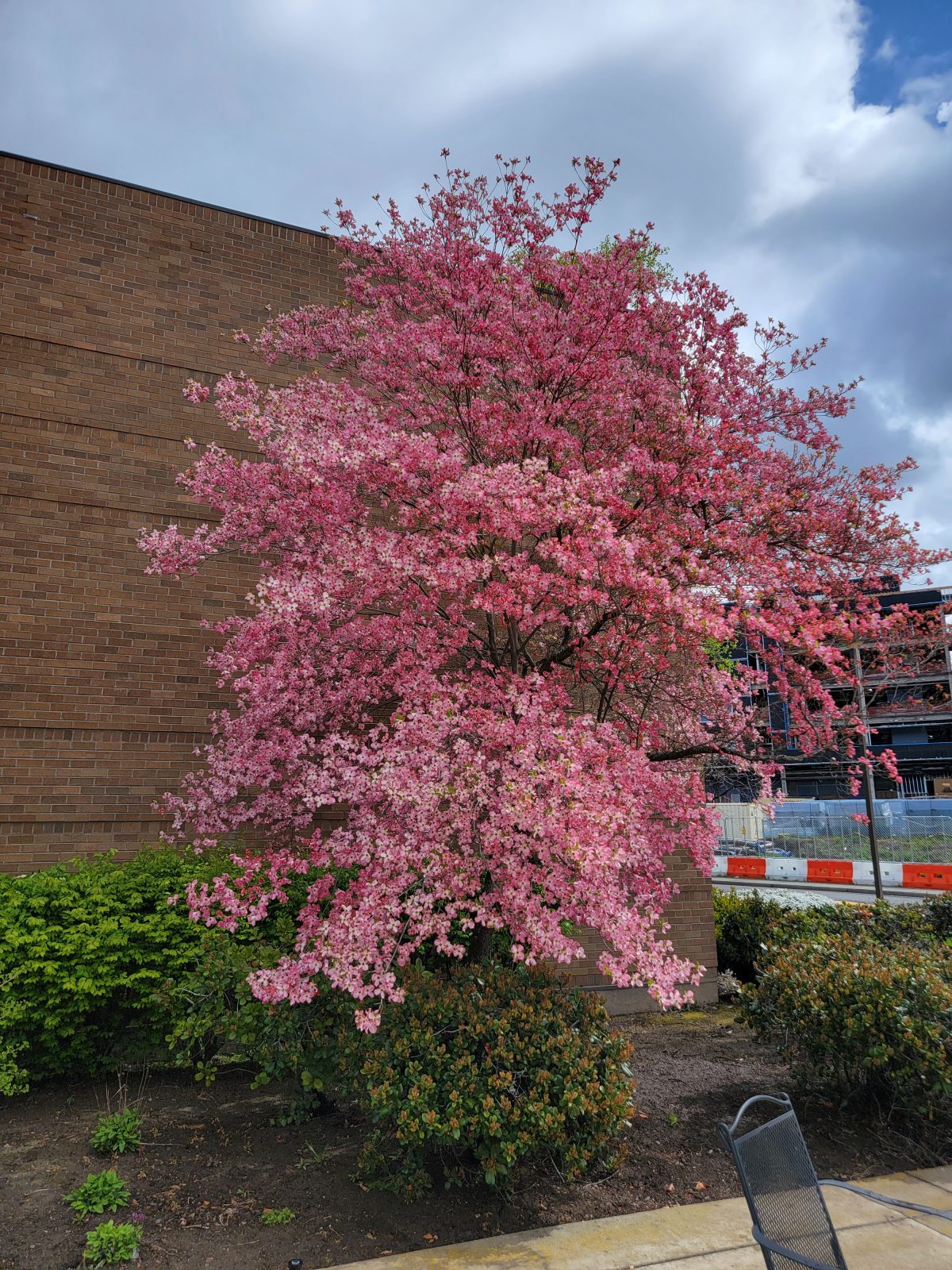 Cornus florida Rubra a scaled