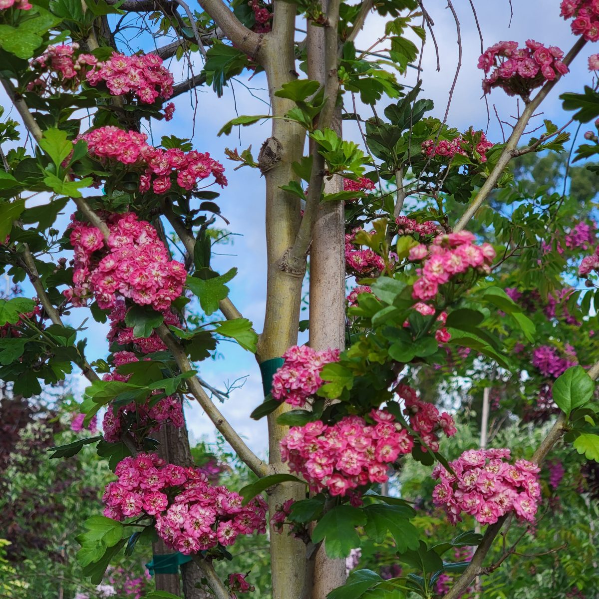 Crataegus laevigata Pauls Scarlet a scaled