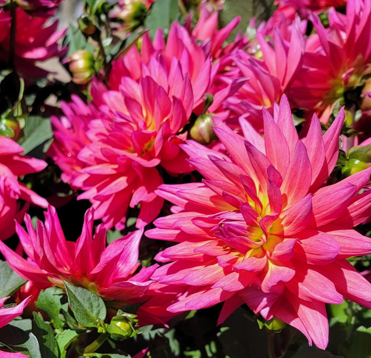 Dahlia XXL Ensenada b