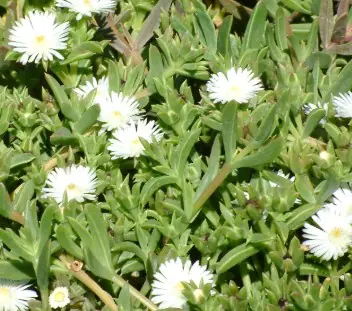 Delosperma Alba a