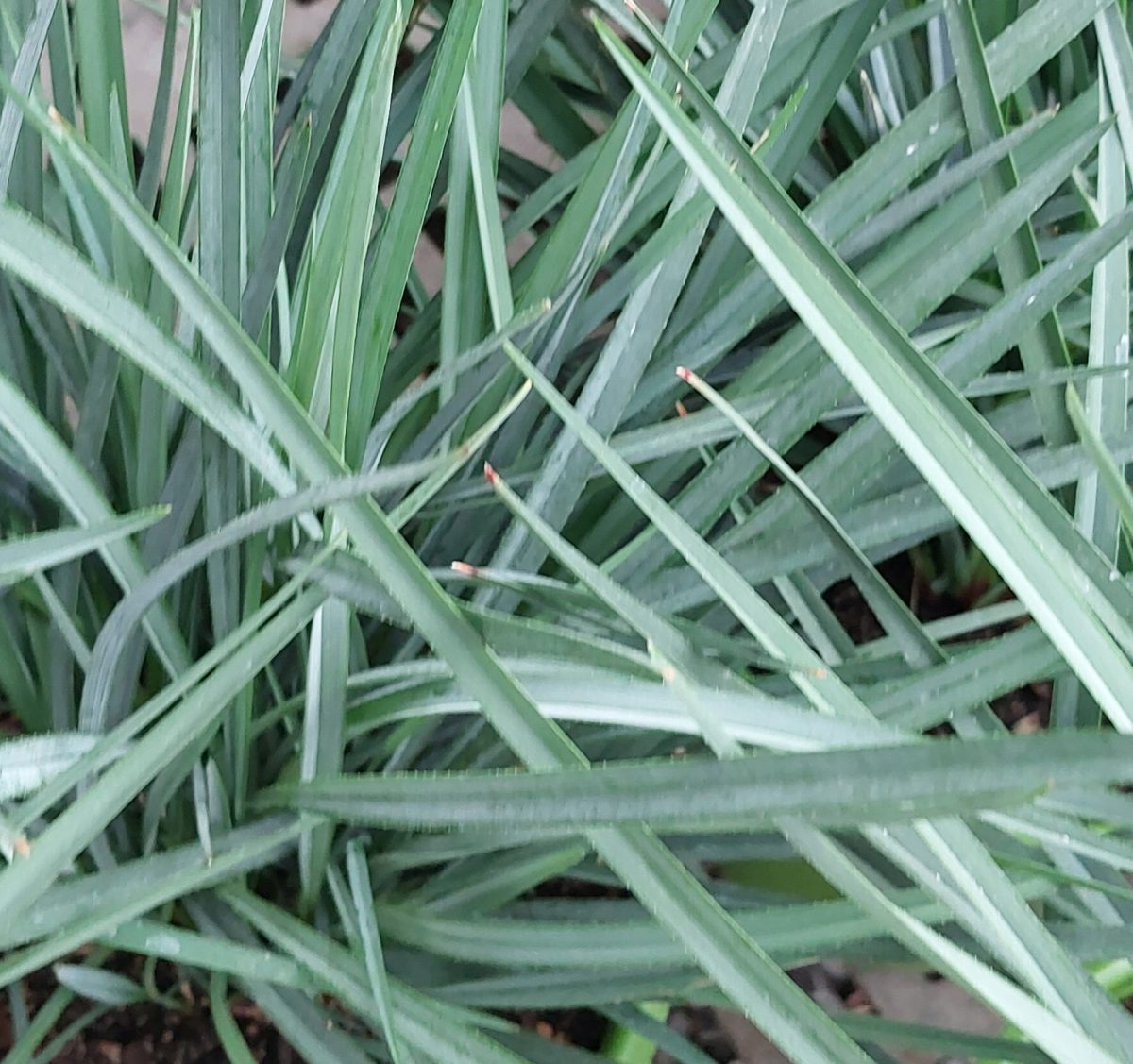 Dianella revoluta Coolvista a