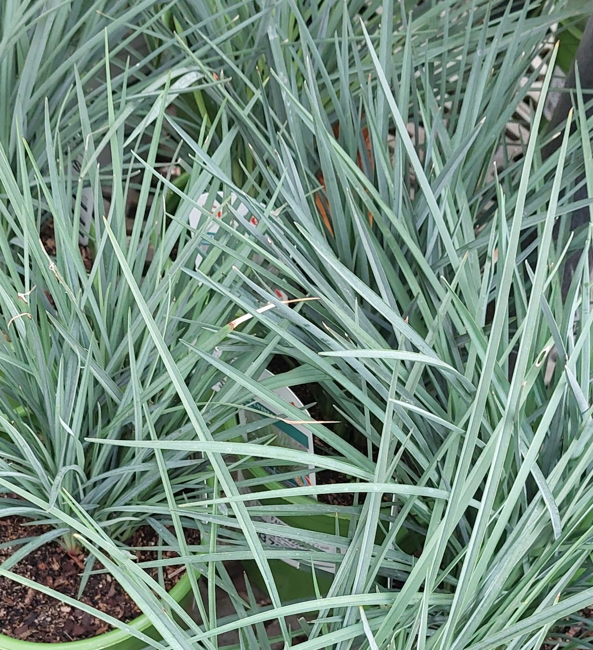 Dianella revoluta Coolvista b