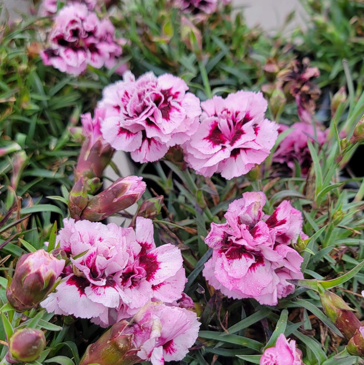 Dianthus caryophyllus Odessa Pierrot b