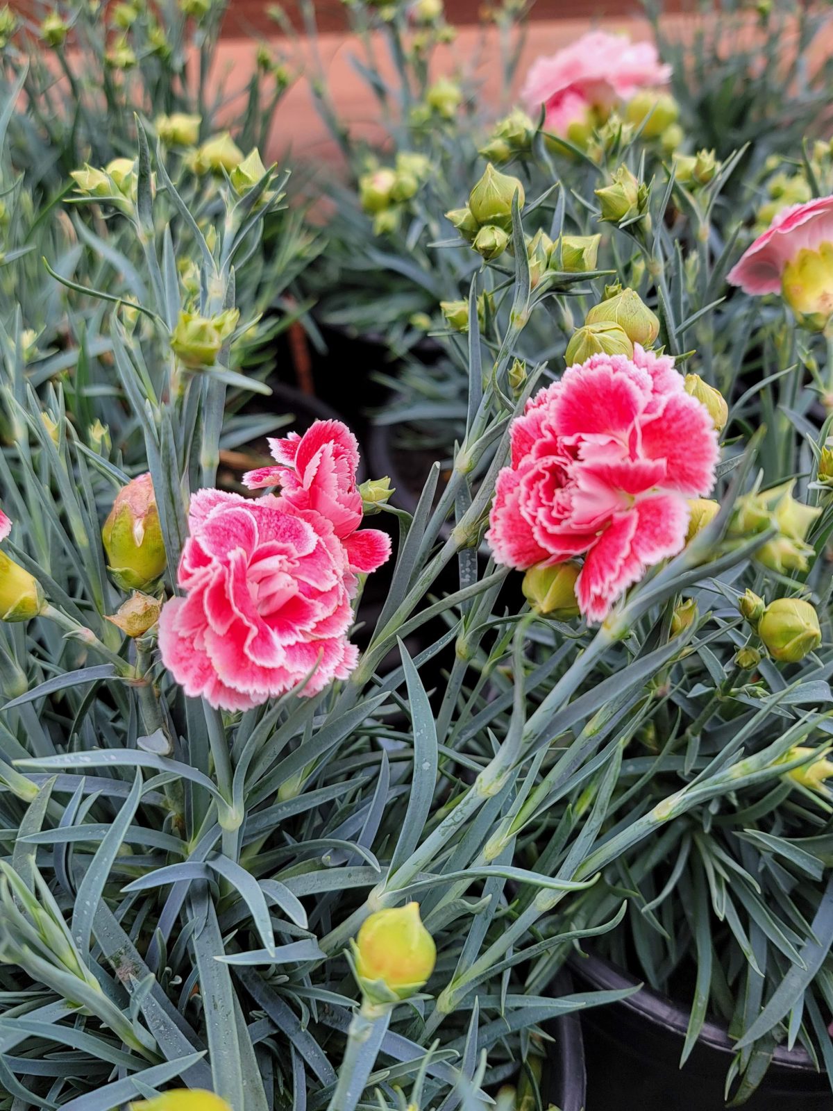 Dianthus caryophyllus Scent First Coral Reef a scaled