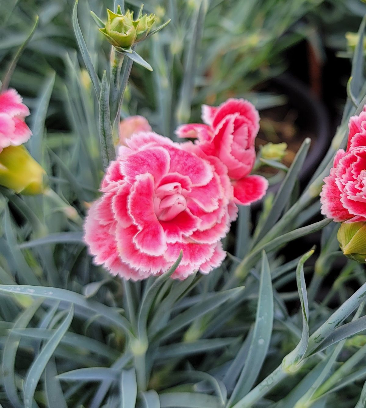 Dianthus caryophyllus Scent First Coral Reef b