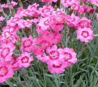 Dianthus x Pixie Star a