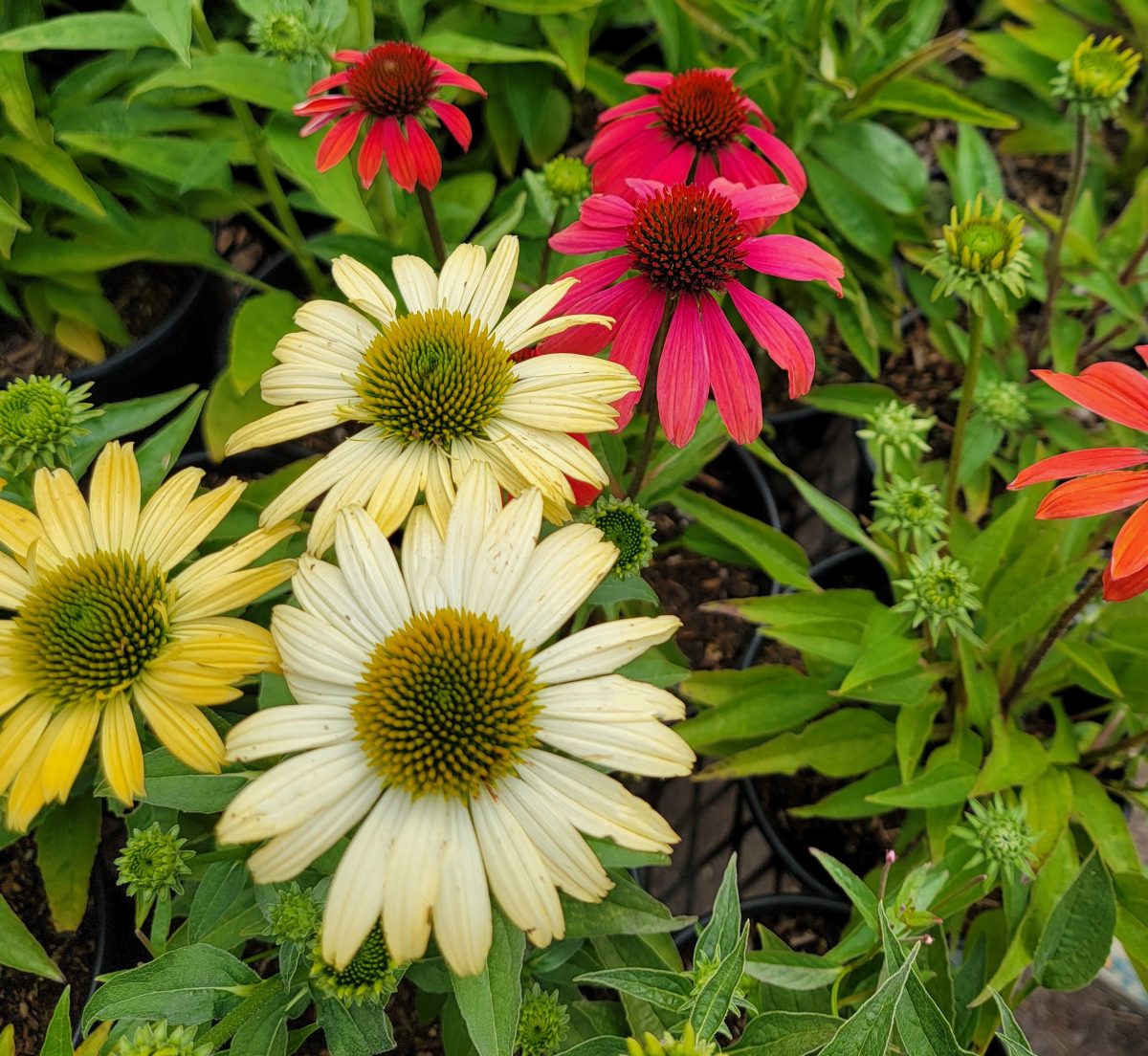 Echinacea purpurea Cheyenne Spirit a