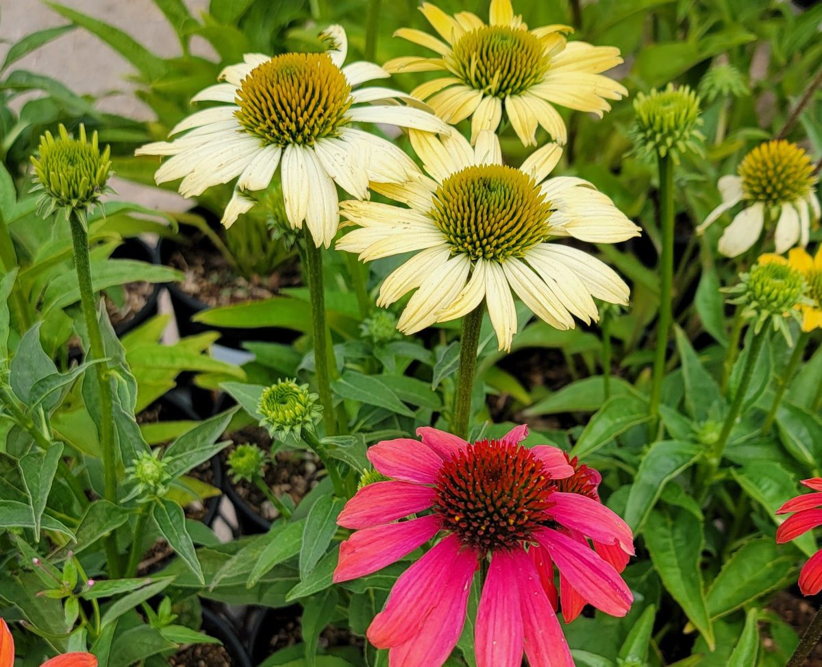 Echinacea purpurea Cheyenne Spirit b