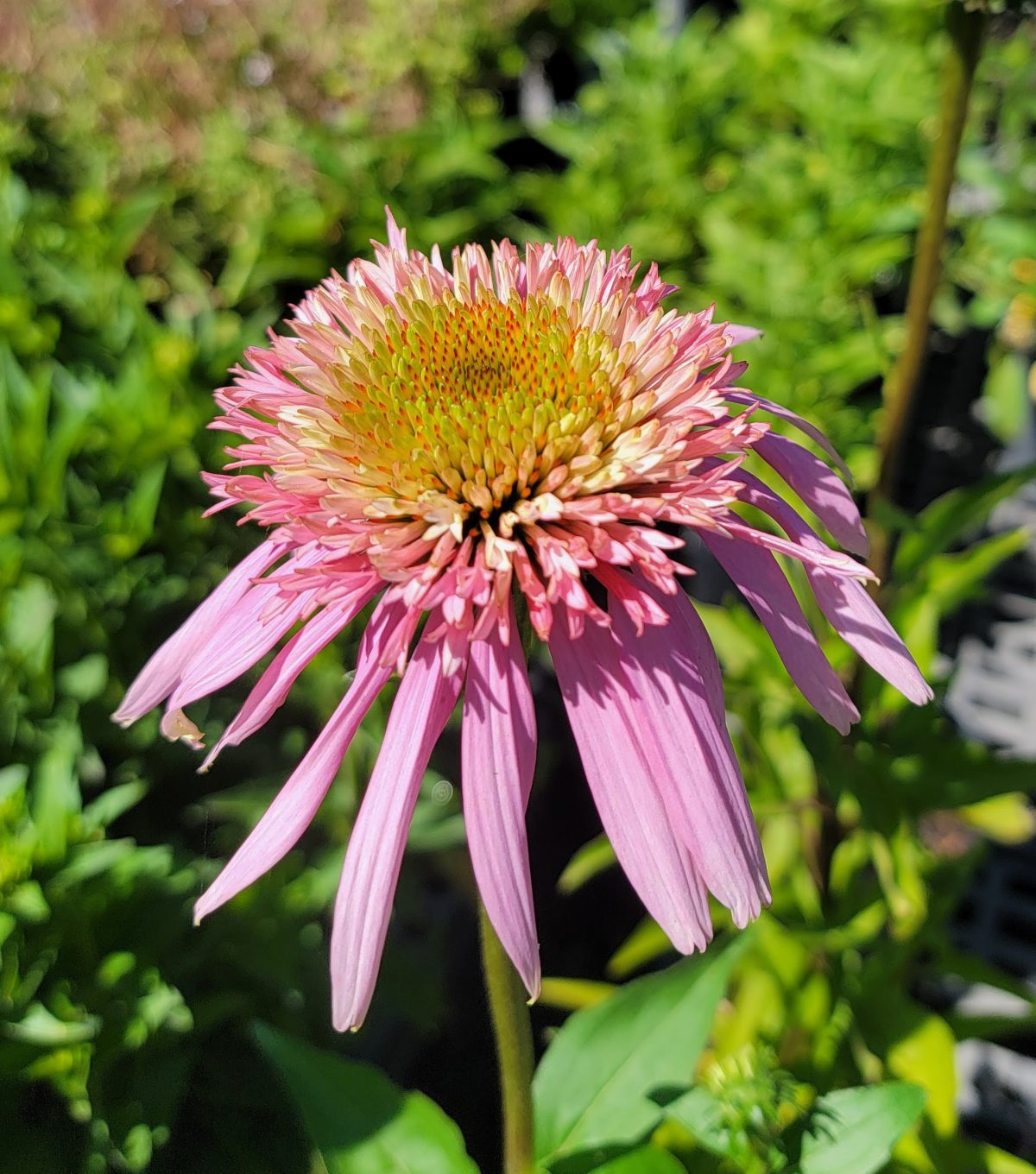 Echinacea purpurea Double Scoop Bubble Gum a