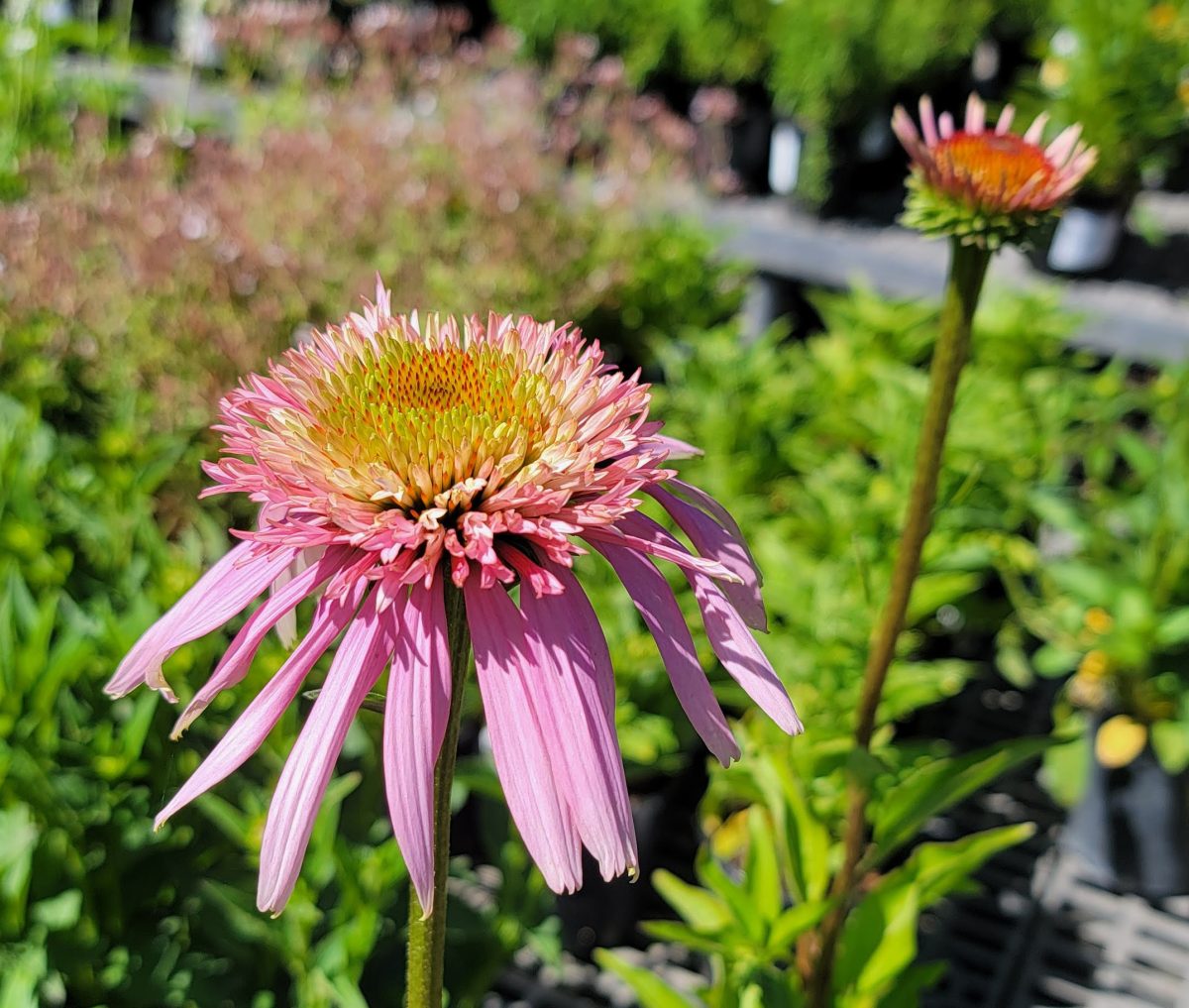 Echinacea purpurea Double Scoop Bubble Gum b