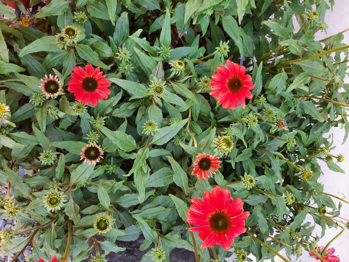 Echinacea purpurea Sombrero Baja Burgundy a scaled