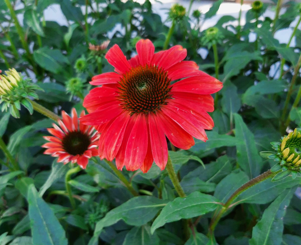 Echinacea purpurea Sombrero Baja Burgundy b scaled