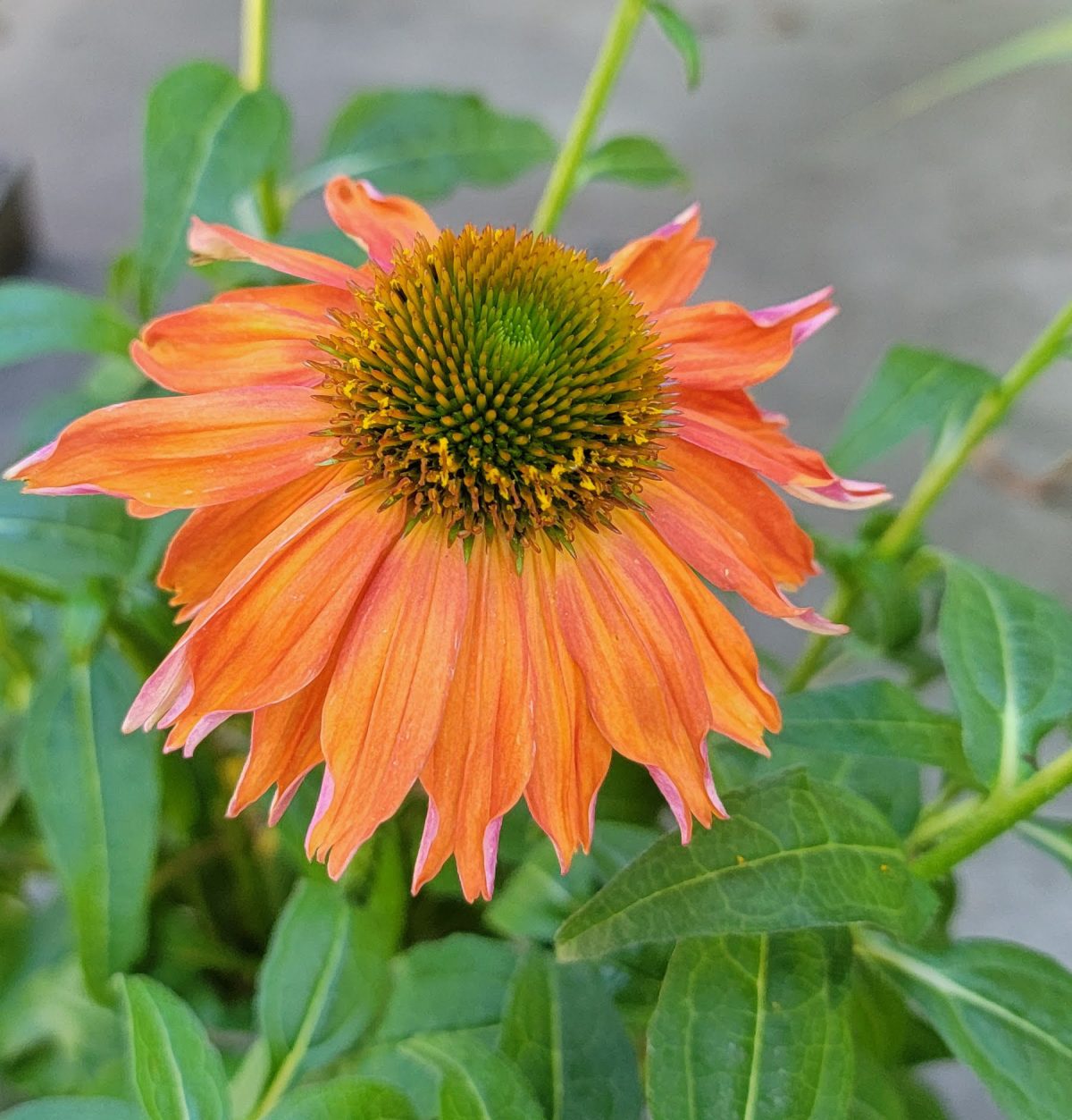 Echinacea purpurea Sombrero Salsa Red b