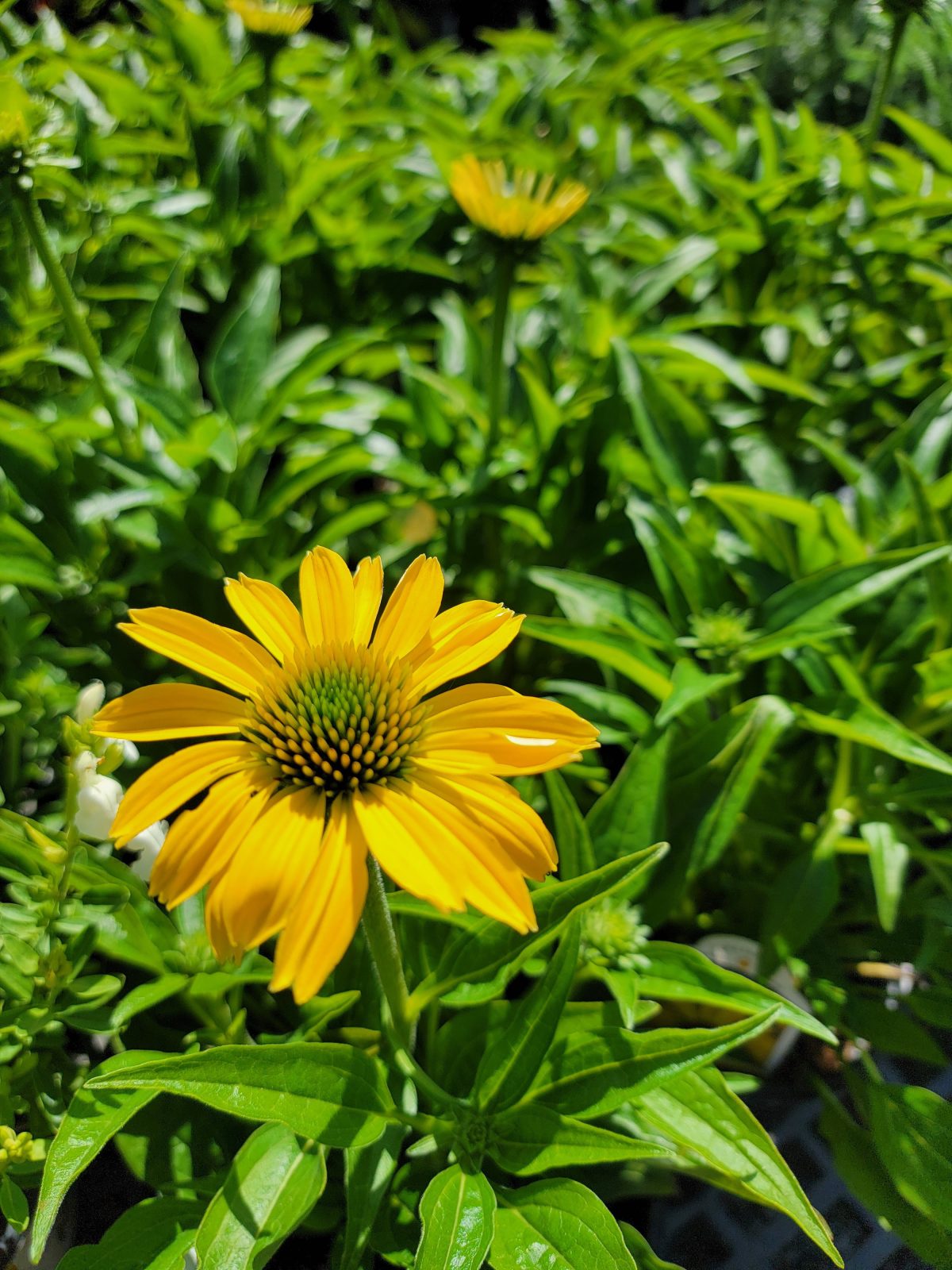 Echinacea purpurea Sombrero Summer Solstice a scaled