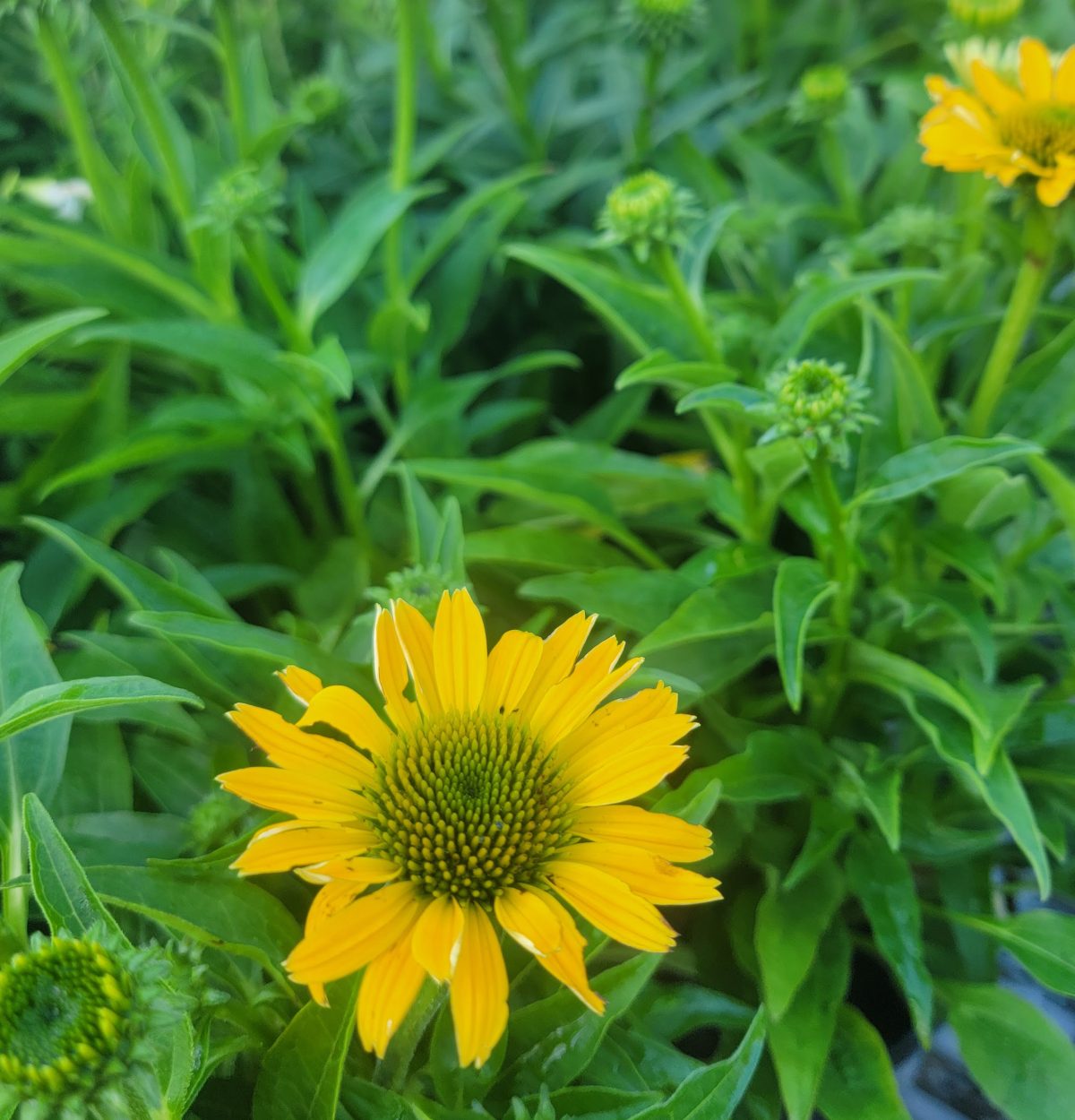 Echinacea purpurea Sombrero Summer Solstice b scaled