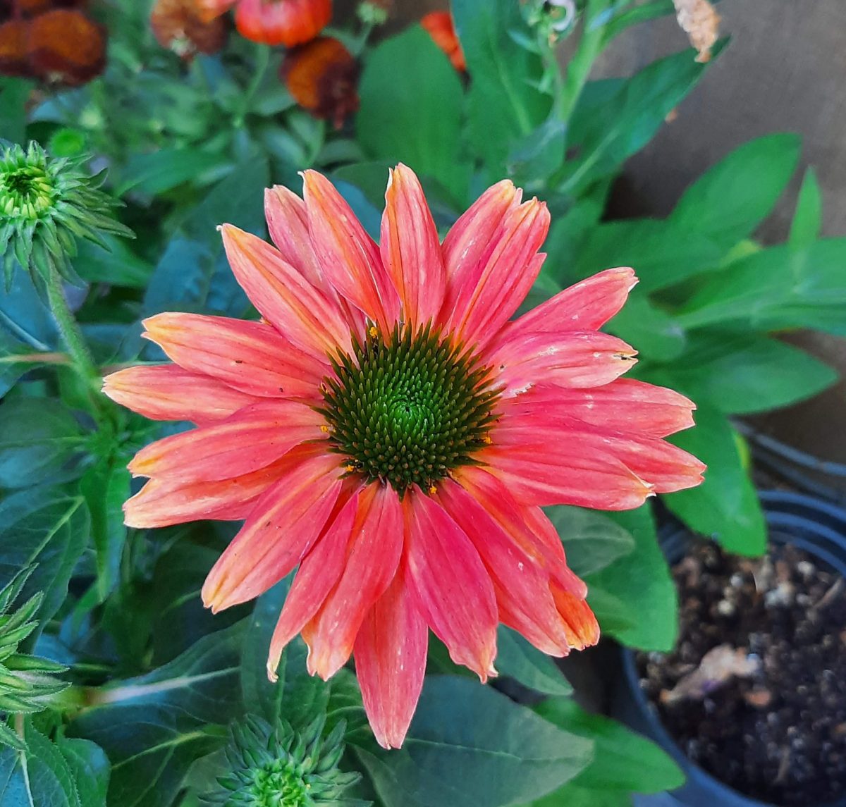 Echinacea purpurea Sombrero Tres Amigos b scaled