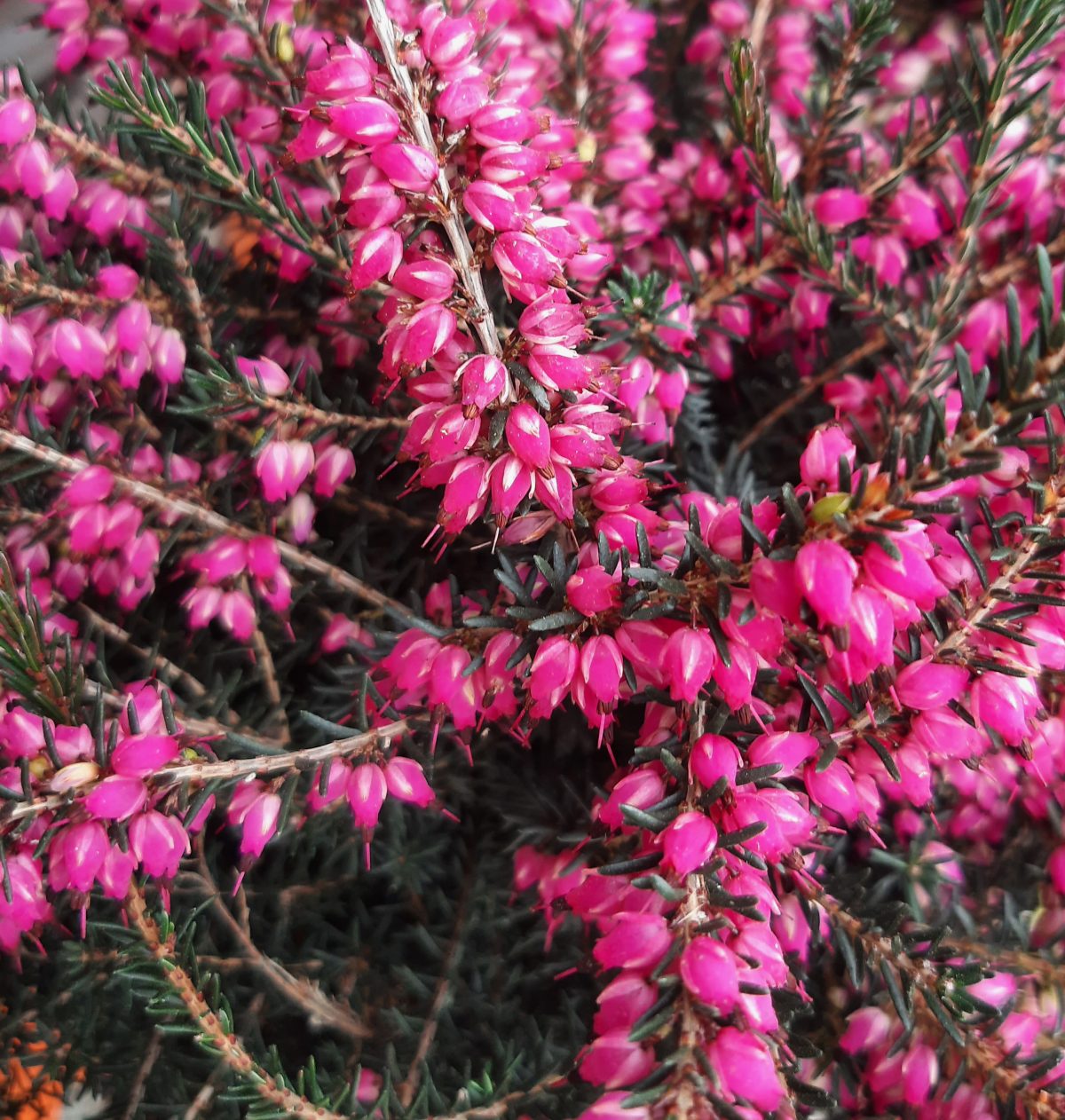 Erica darleyensis Kramers Rote a scaled