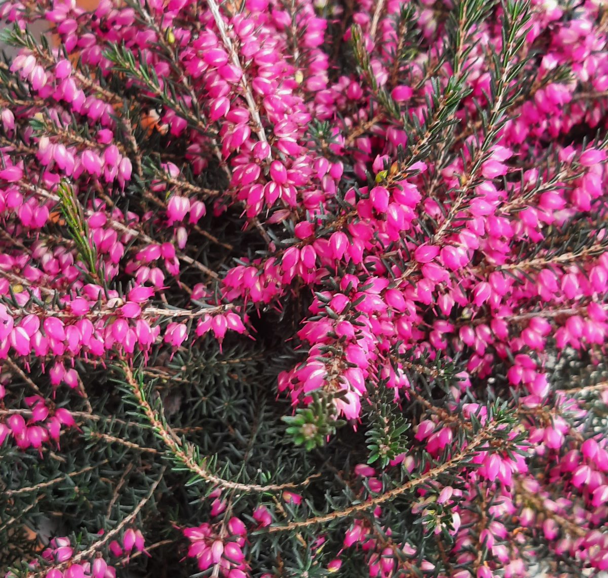 Erica darleyensis Kramers Rote b