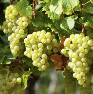 Fruit Grape Perlette a