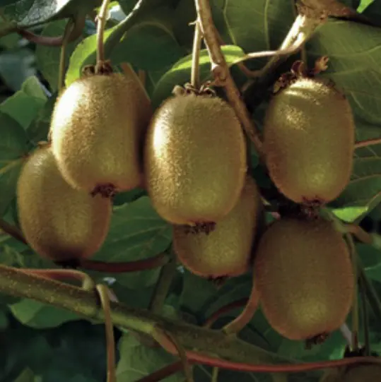Fruit Kiwi Fuzzy Hayward a