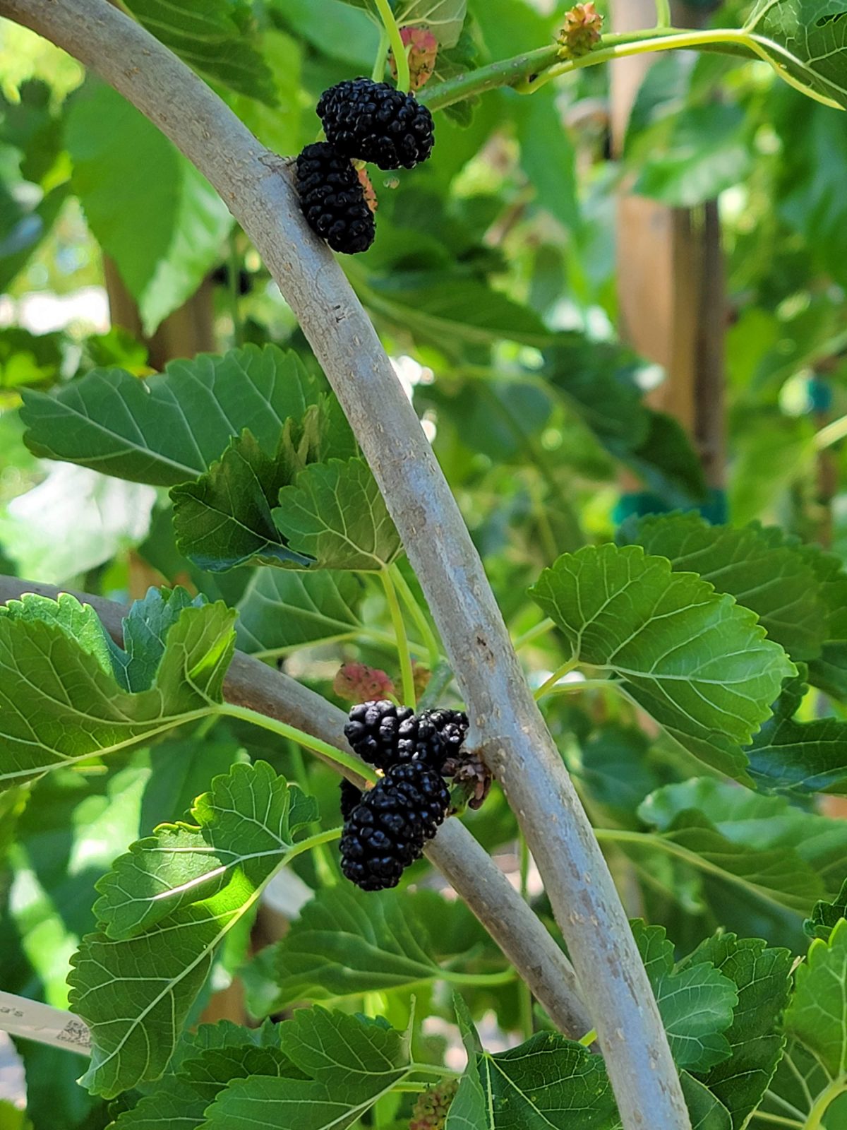 Fruit Mulberry Teas Weeping a scaled