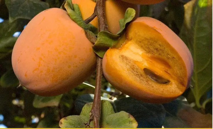 Fruit Persimmon Chocolate a