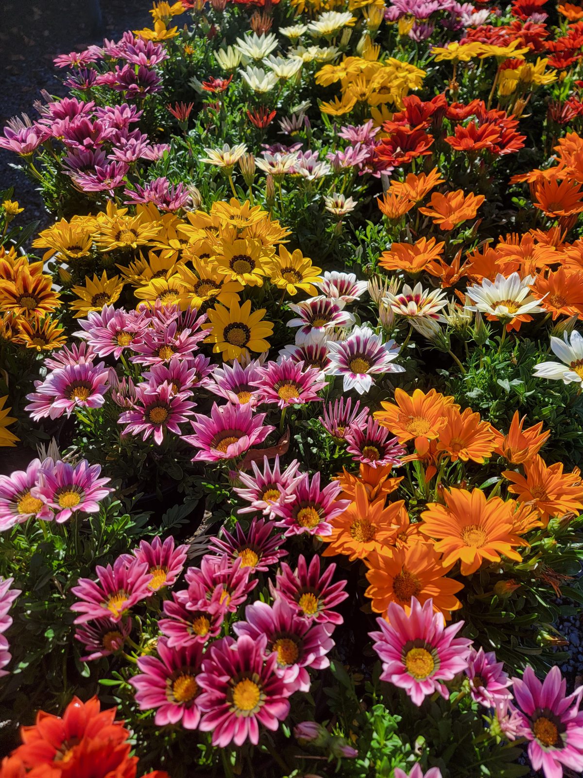 Gazania Newday Mix a scaled