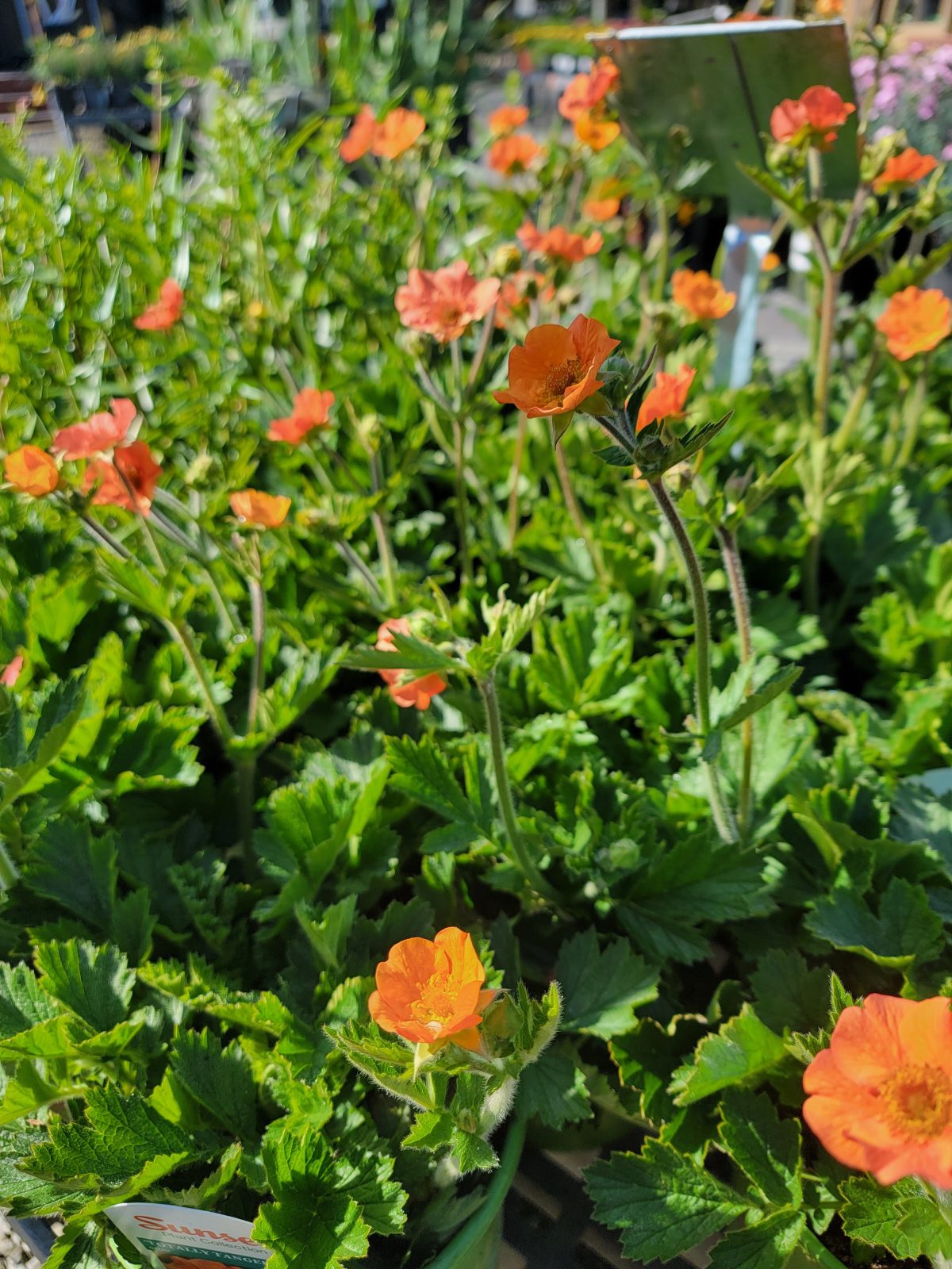 Geum x Totally Tangerine a scaled