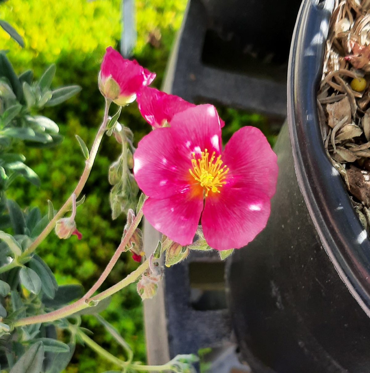 Helianthemum nummularium Belgravia Rose a