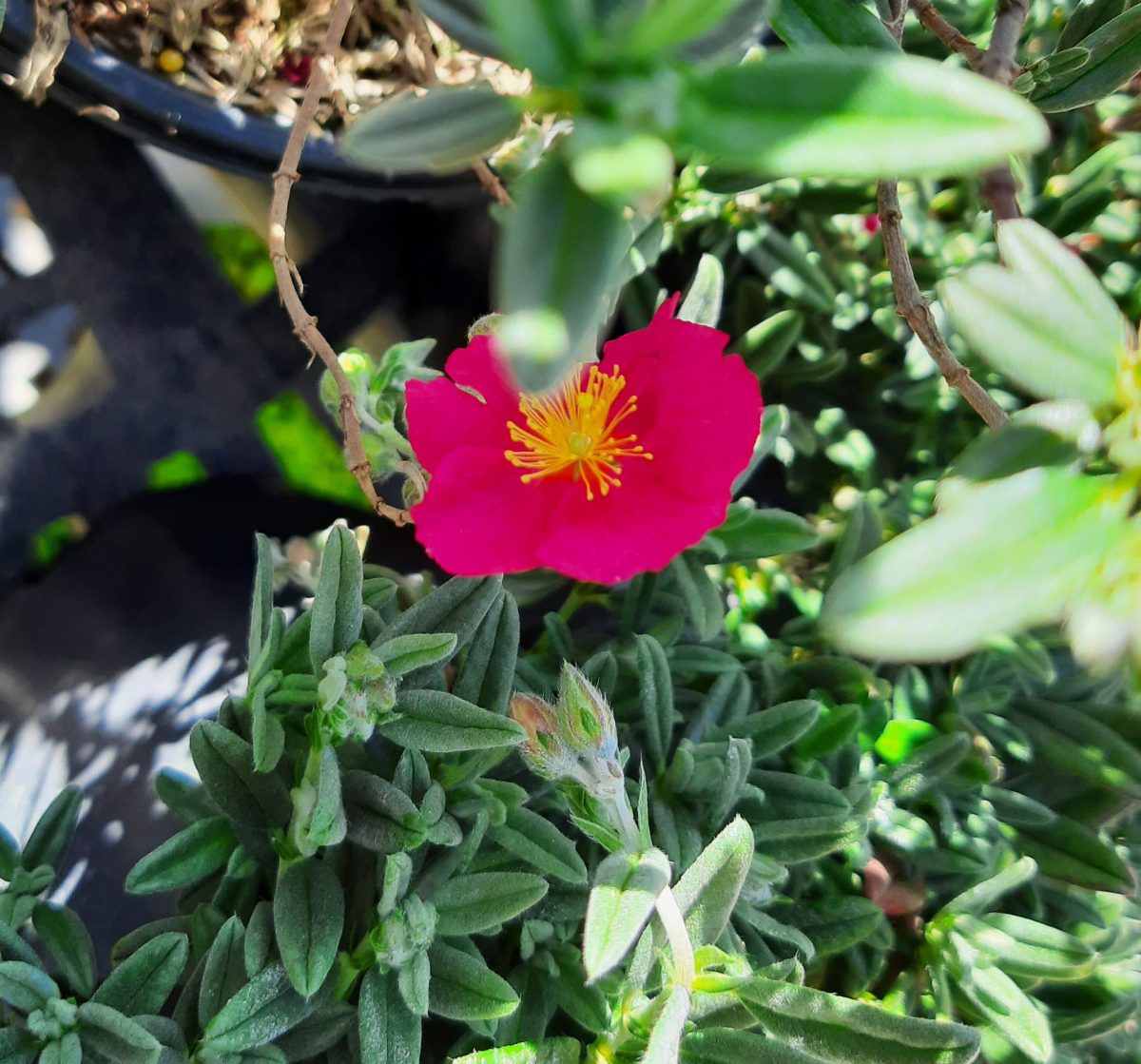 Helianthemum nummularium Belgravia Rose b