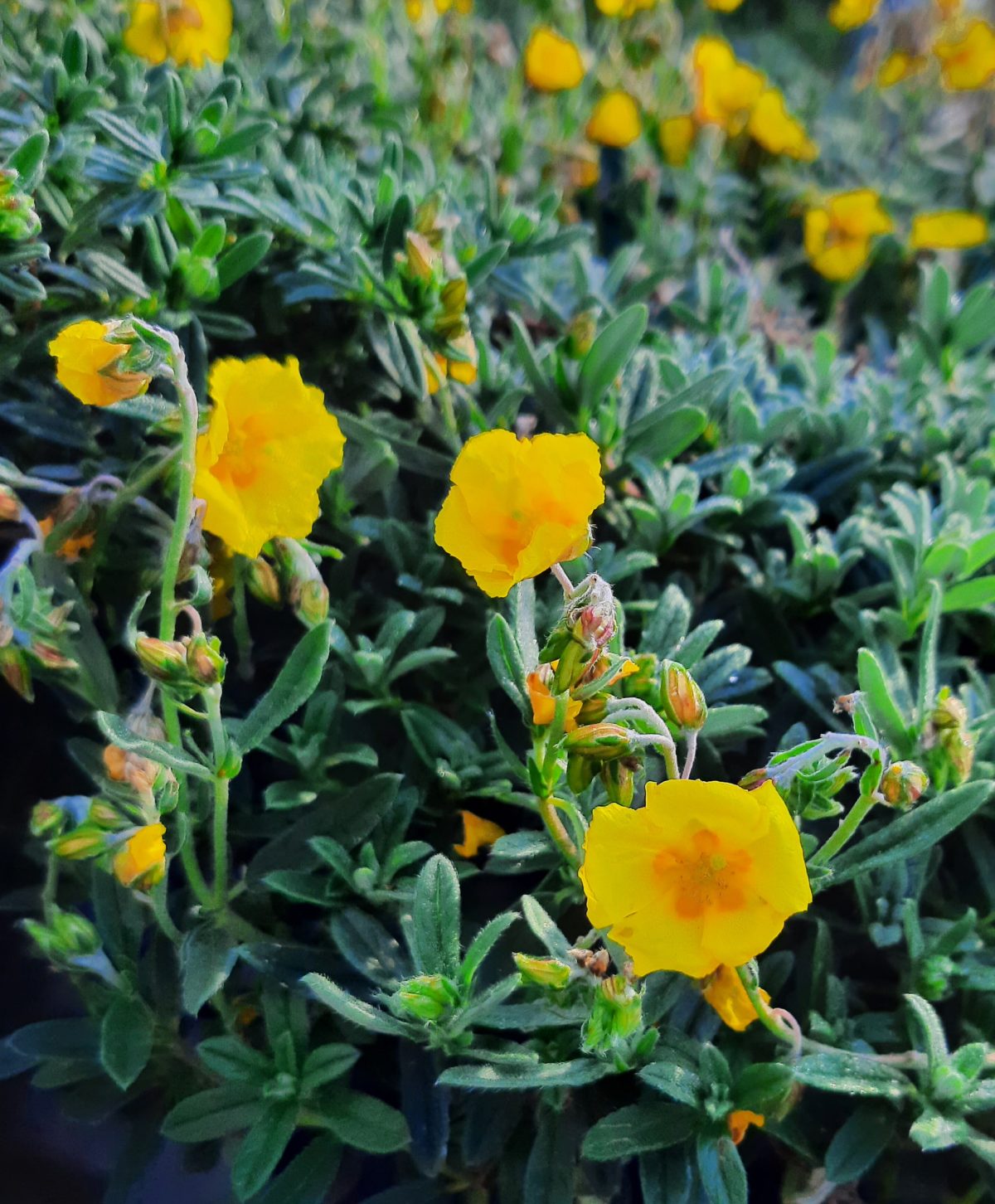 Helianthemum nummularium Ben Fhada b