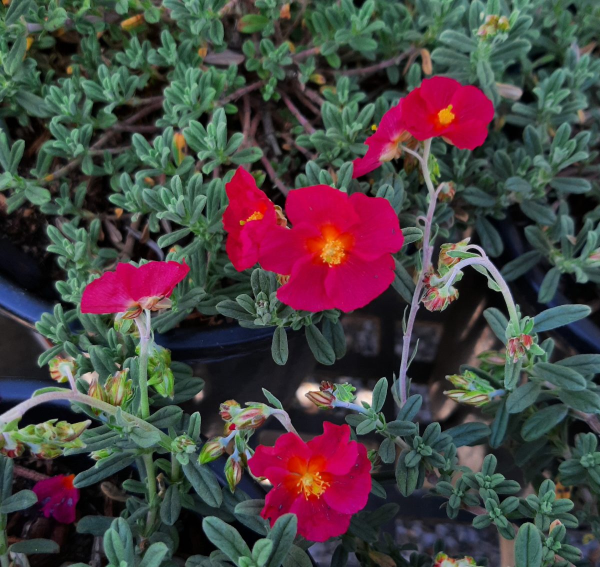 Helianthemum nummularium Ben Hope c