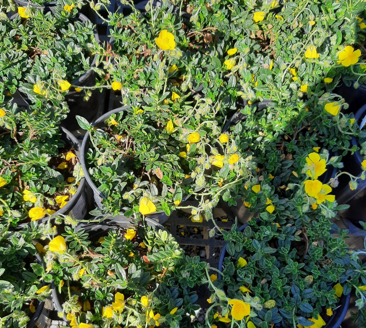 Helianthemum nummularium Single Yellow a