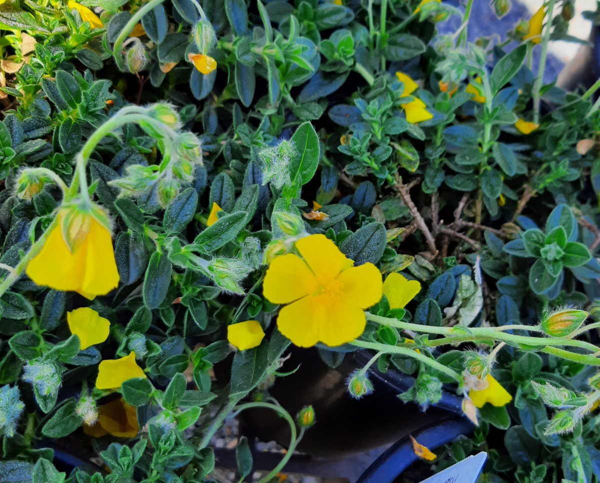 Helianthemum nummularium Single Yellow b scaled