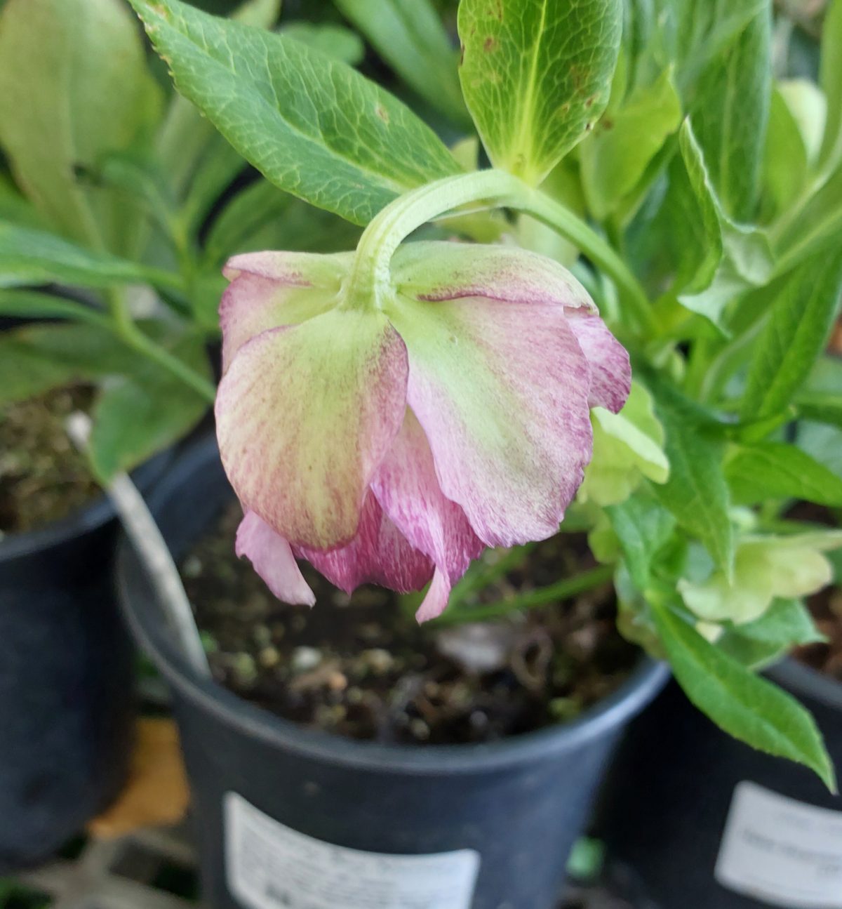 Helleborus hybridus Double Ellen Picotee b