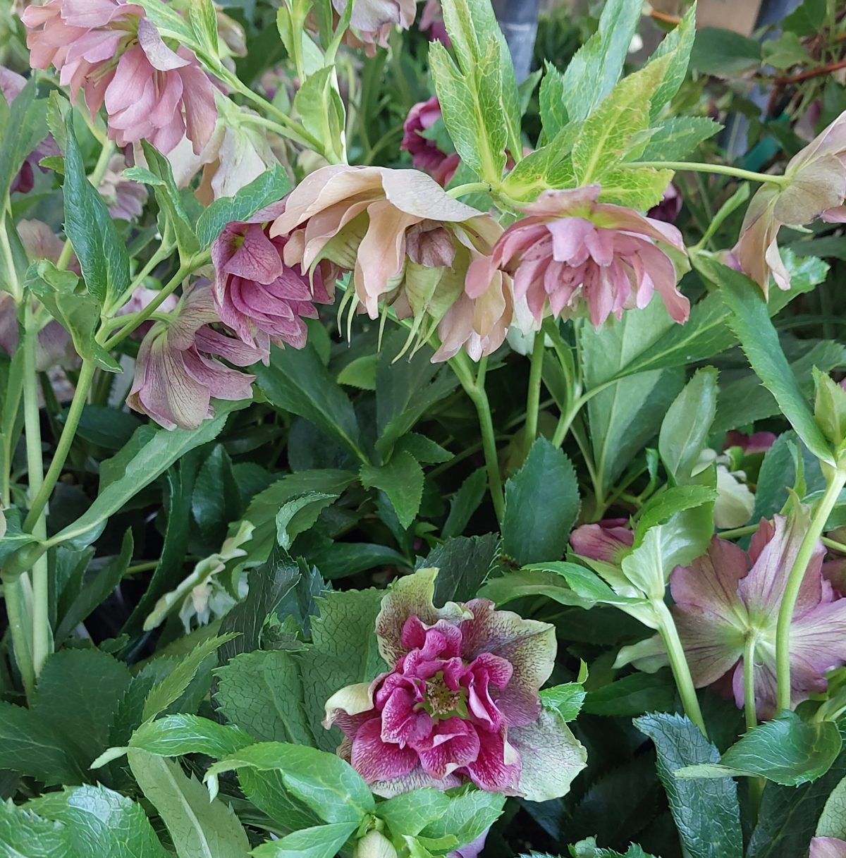 Helleborus hybridus Double Ellen Red a scaled