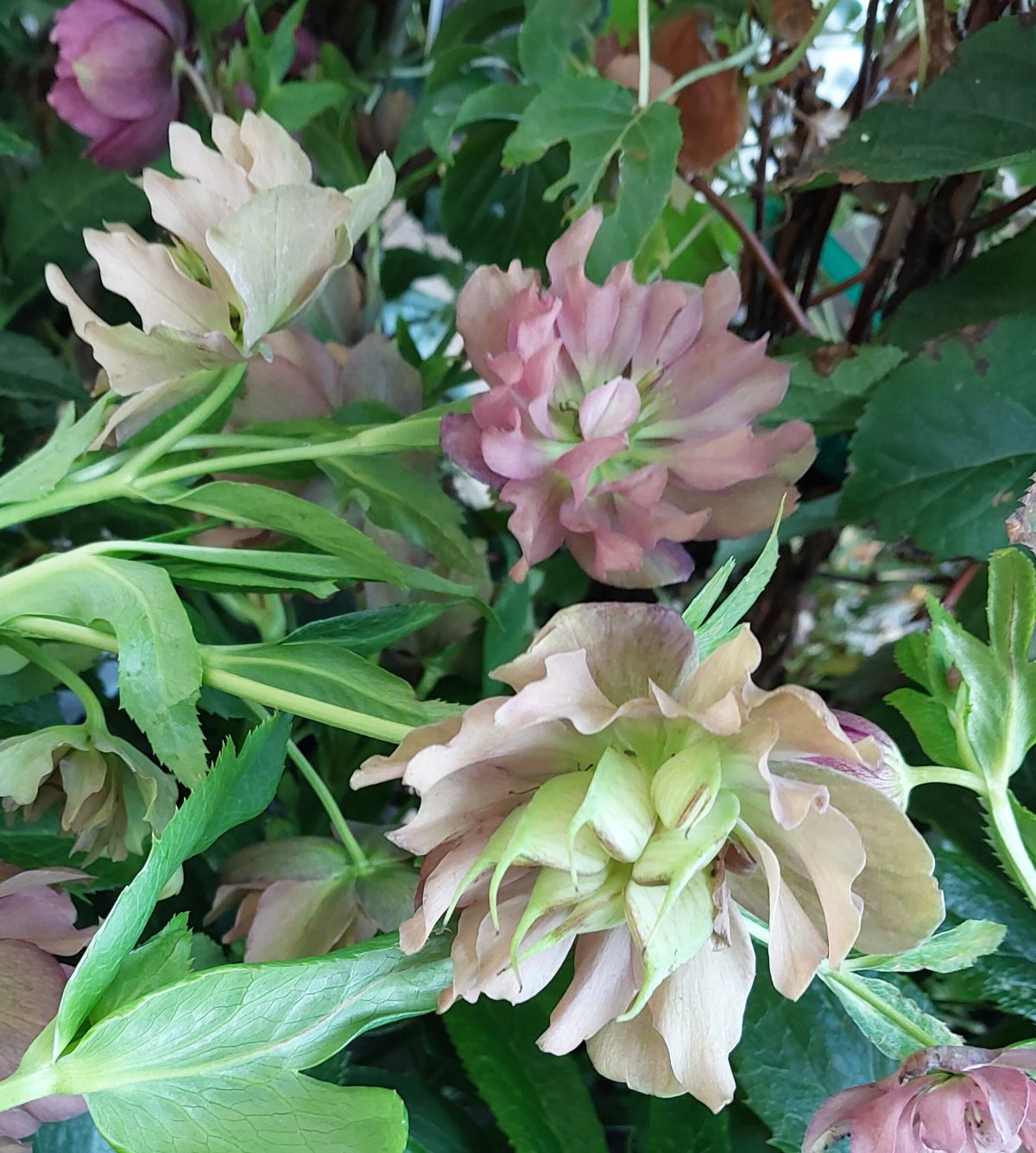 Helleborus hybridus Double Ellen Red b