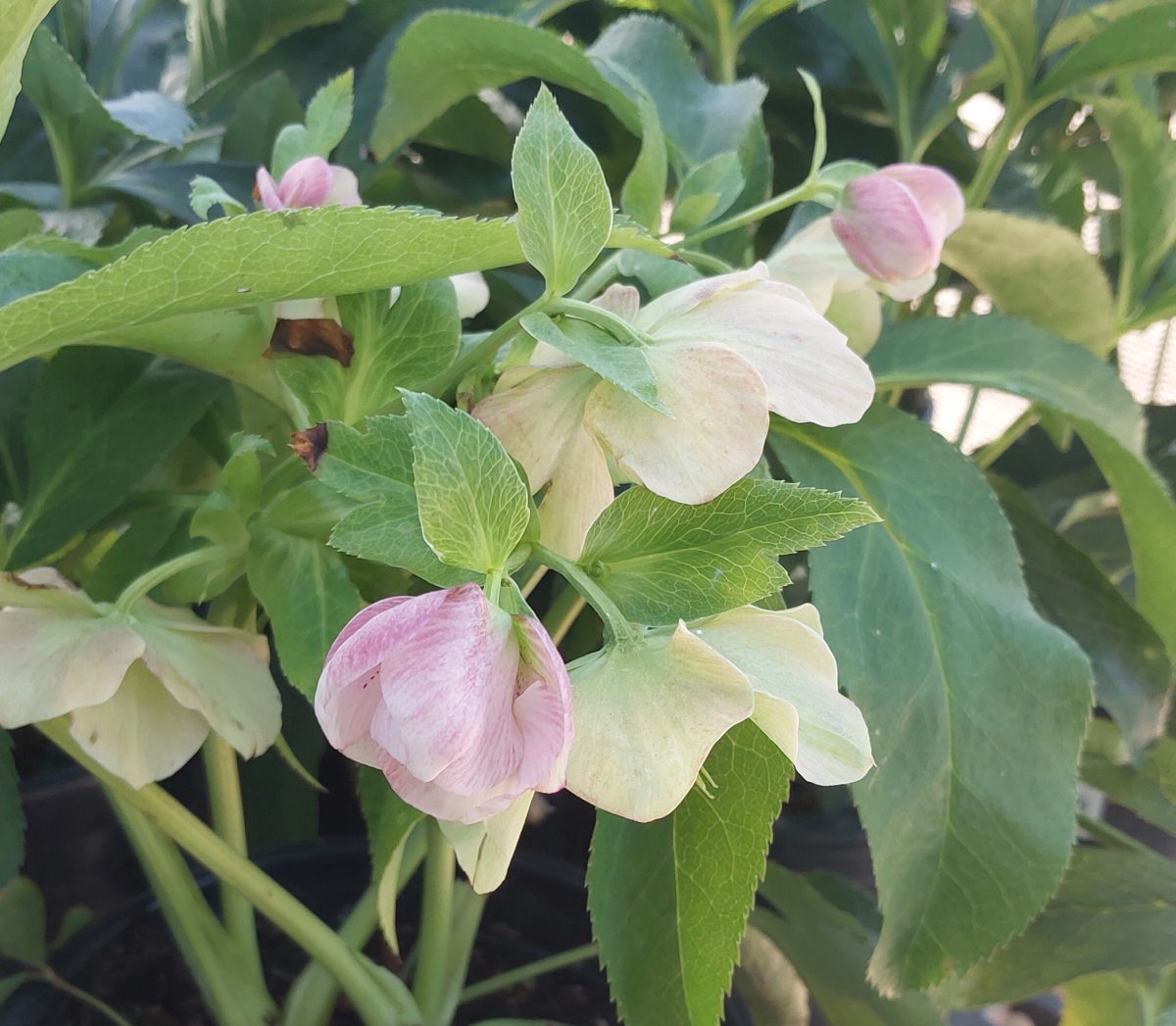 Helleborus orientalis Pretty Ellen Pink a