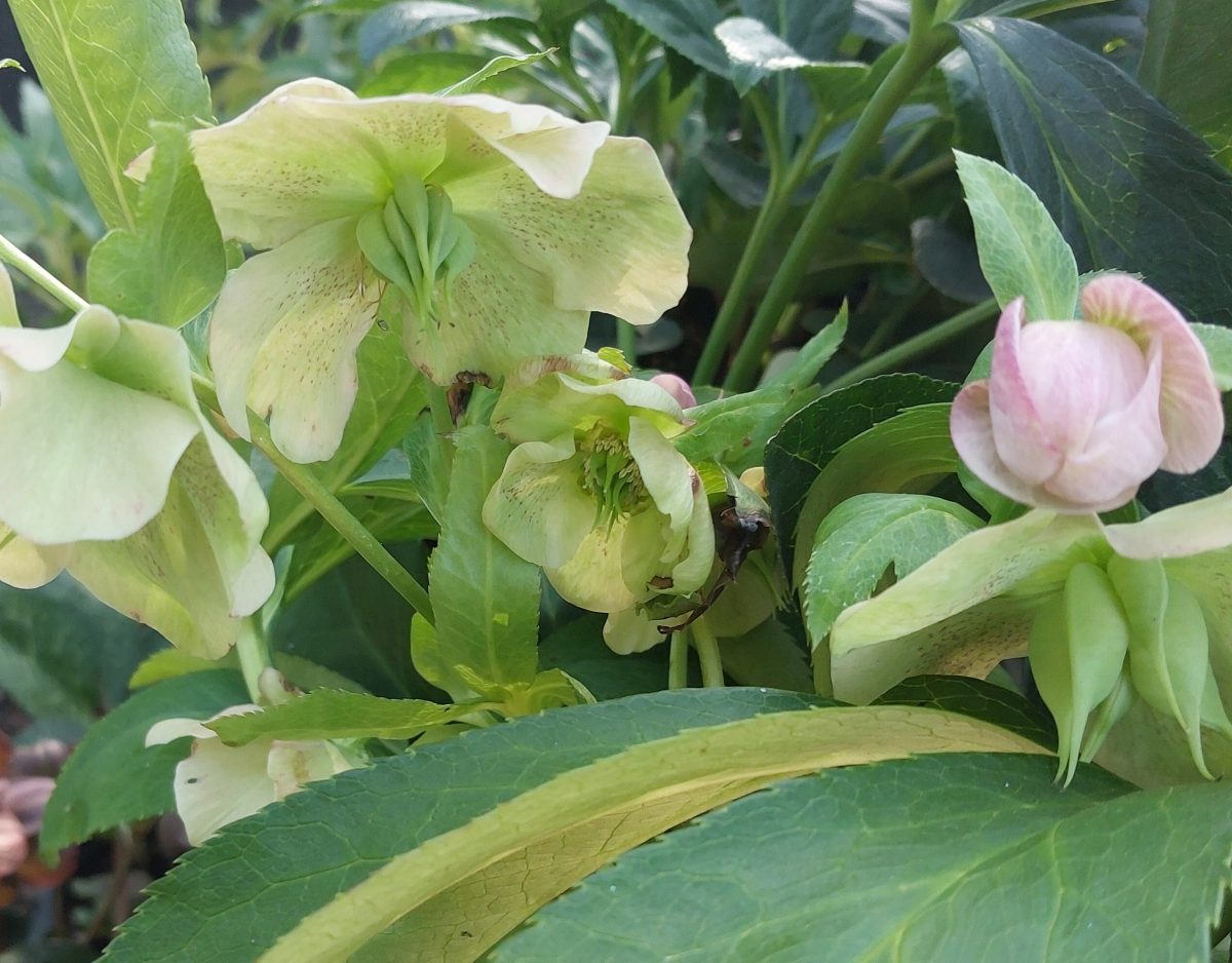 Helleborus orientalis Pretty Ellen Pink b