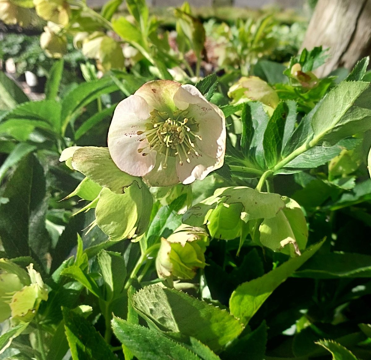 Helleborus orientalis Pretty Ellen Pink c