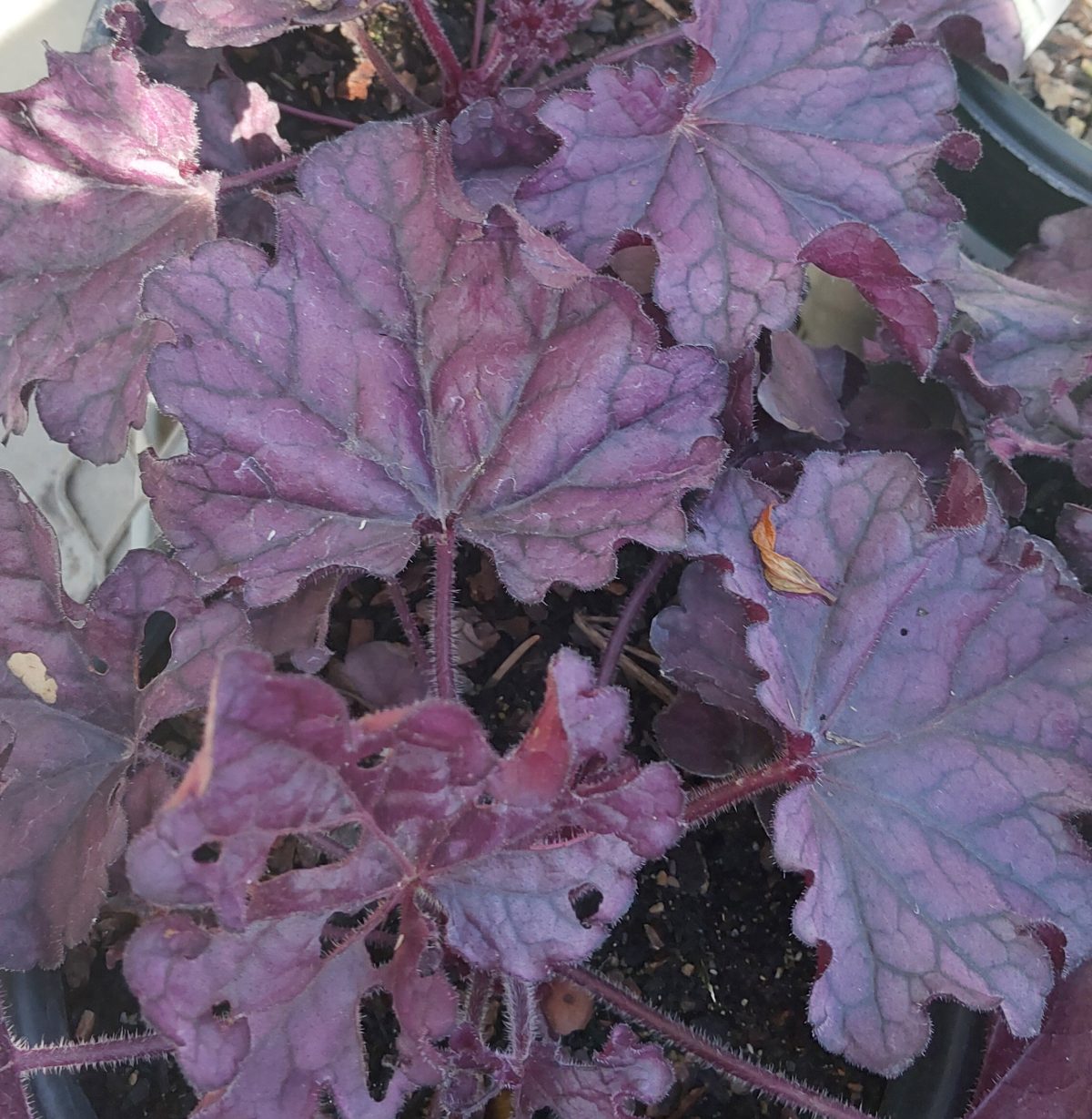 Heuchera x Forever Purple a