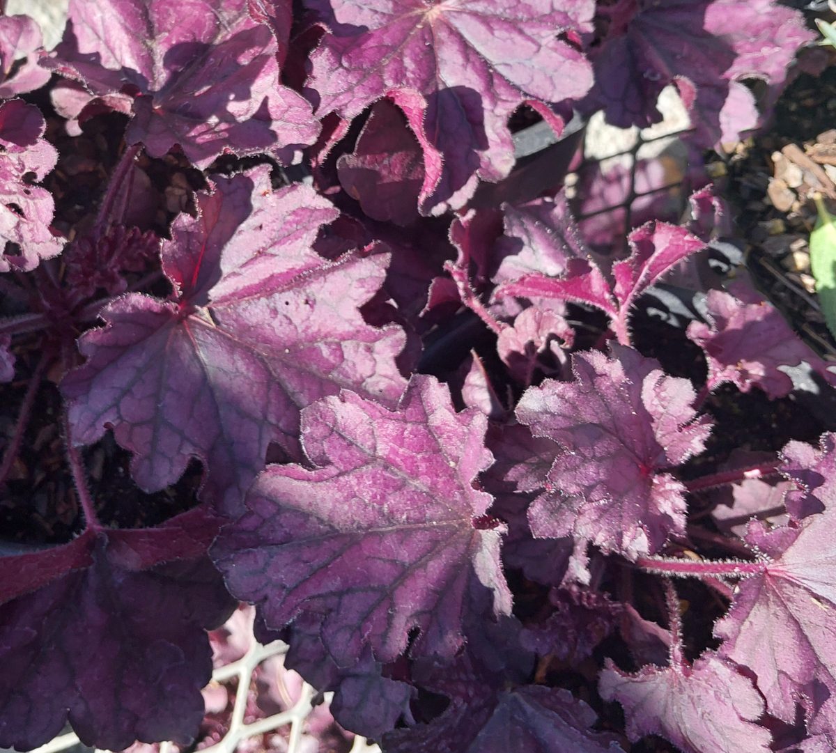 Heuchera x Forever Purple b