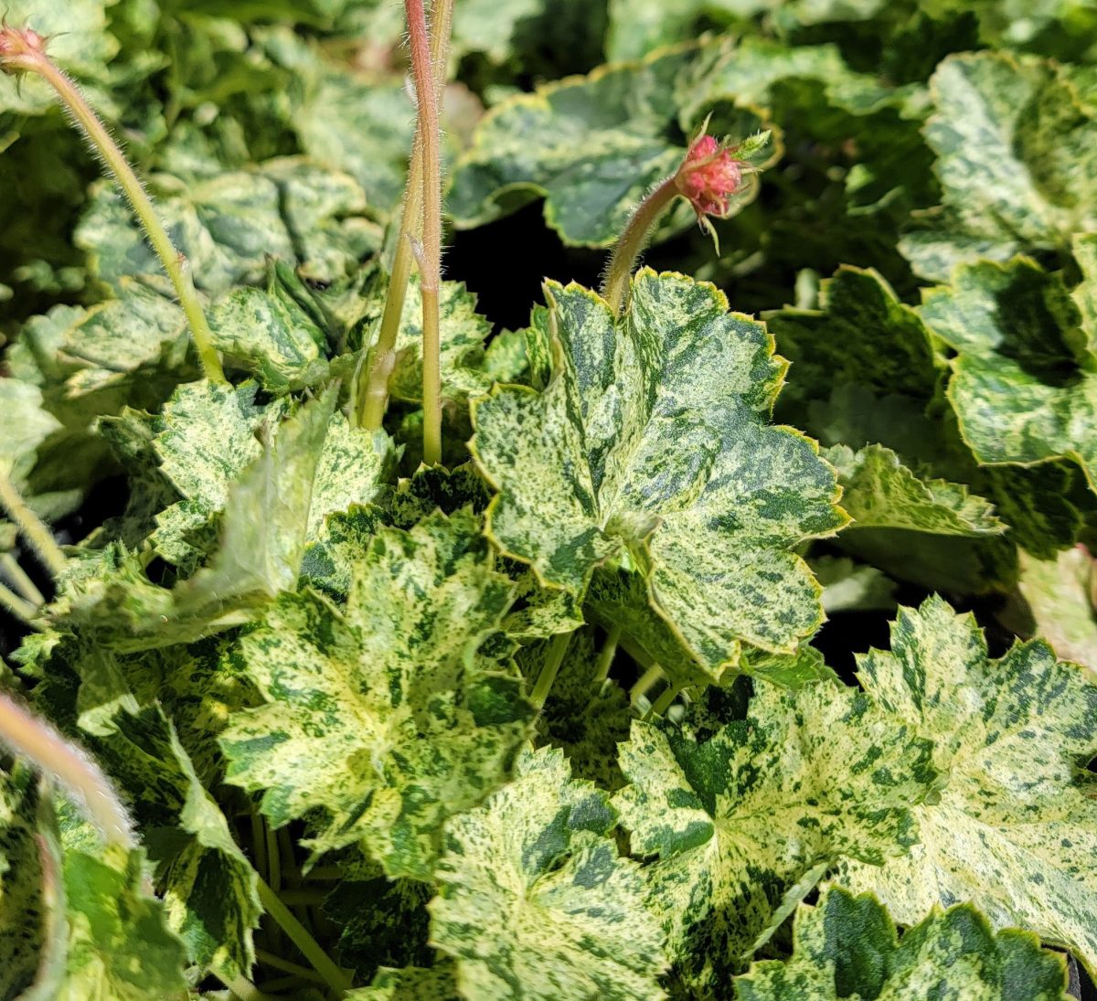 Heuchera x Snow Angel a