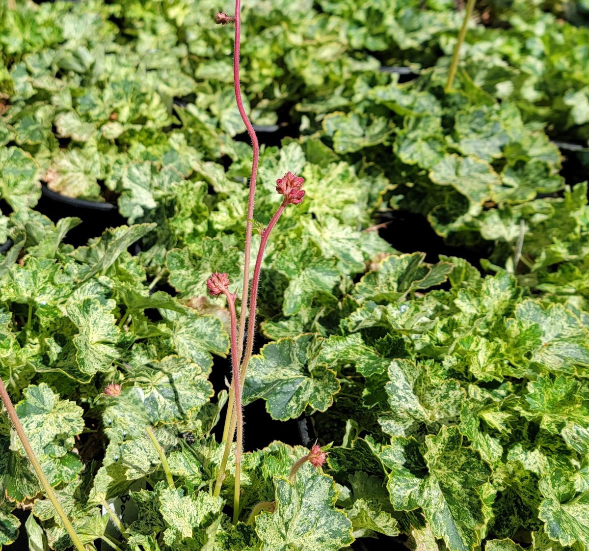 Heuchera x Snow Angel b