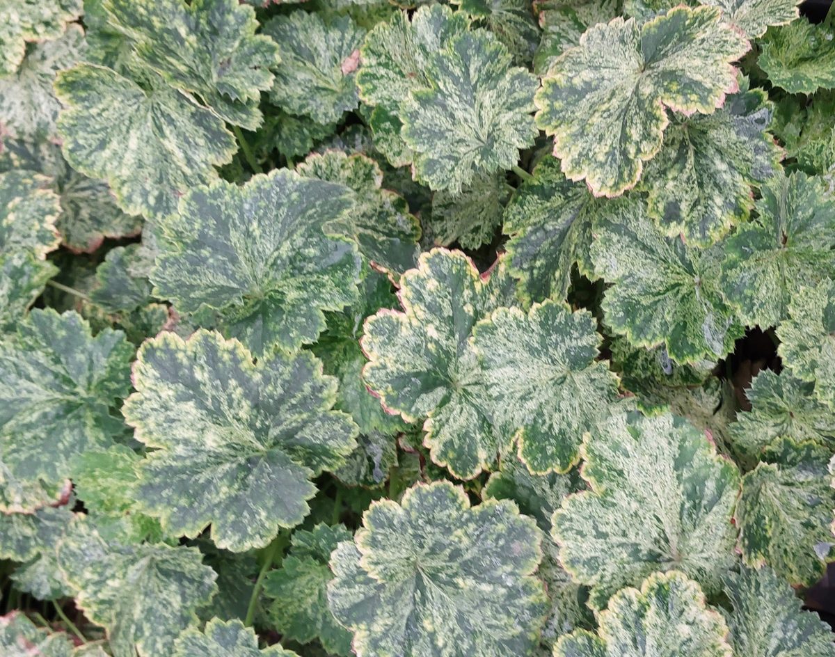 Heuchera x Snow Angel c