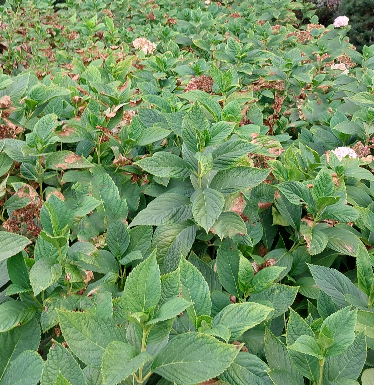 Hydrangea macrophylla All Summer Beauty a