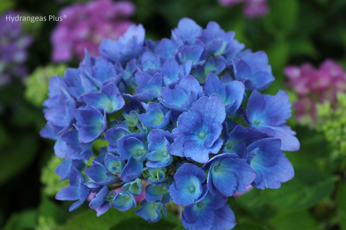 Hydrangea macrophylla Blue Danube a