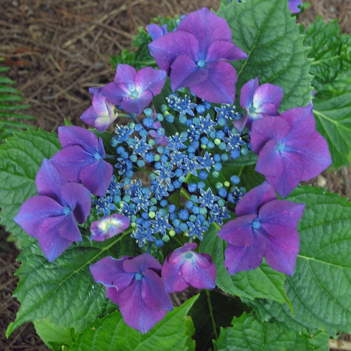 Hydrangea macrophylla Teller Red a