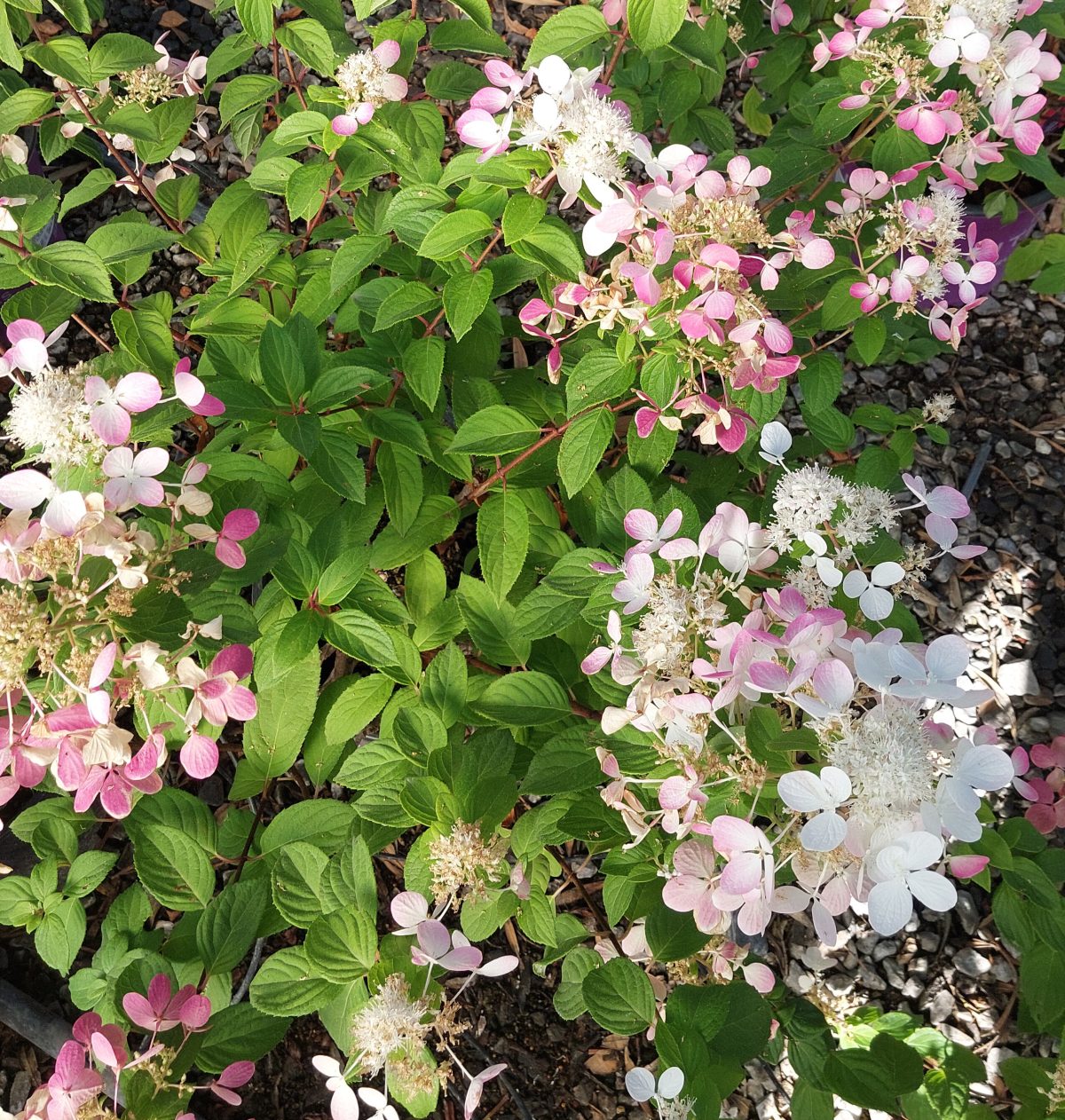 Hydrangea paniculata Diamond Rouge a scaled